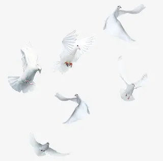 飞翔的白鸽免抠