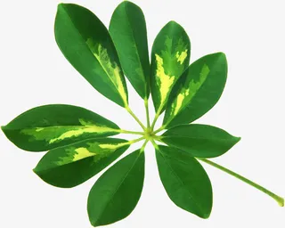 绿色叶子免抠