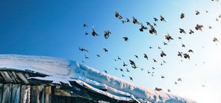 冬季摄影风景蓝色旅行背景海报高清