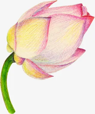 中国风粉色美丽荷花免抠