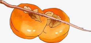 两个柿子免抠