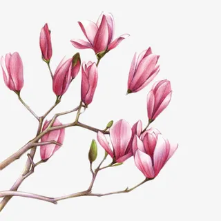 紫玉兰花朵彩绘免抠