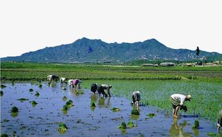 农忙春种插秧免抠