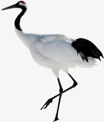 丹顶鹤免抠