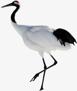 丹顶鹤免抠
