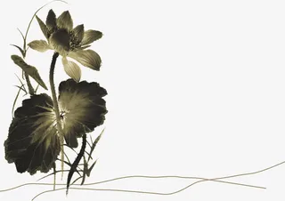 国画荷花高清免扣素材免抠