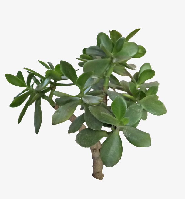 玉树免抠