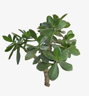 玉树免抠 玉树免抠