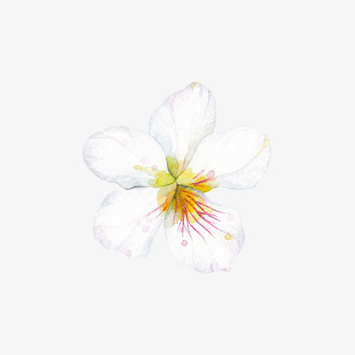 白色的花免抠