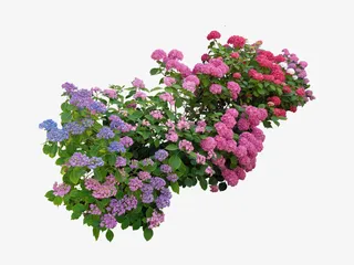 路边的野蔷薇免抠