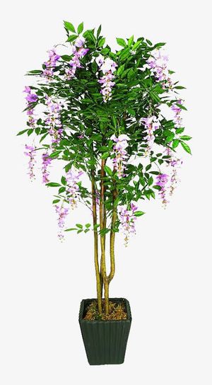 一棵紫藤萝免抠