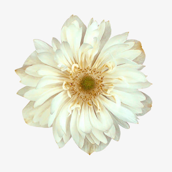黄花免抠