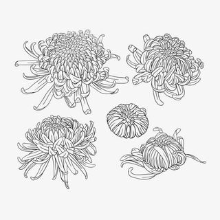 绽放中菊花免抠