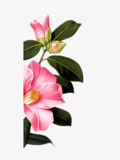 鲜花免抠