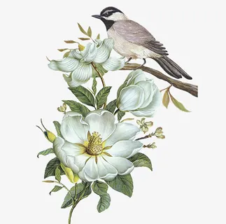 白色花朵与小鸟中国风免抠 白色花朵与小鸟中国风免抠