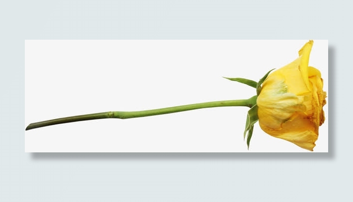 一朵黄玫瑰免抠