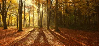 风景树木背景高清