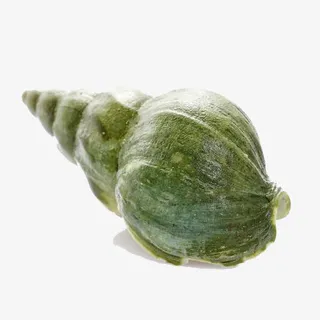 加拿大野生翡翠螺免抠