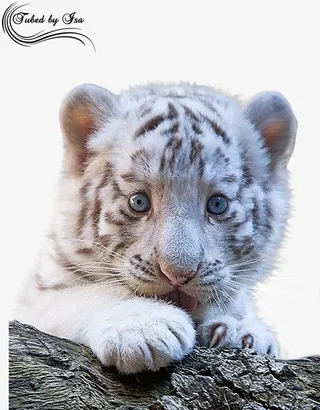 呆萌的小老虎免抠