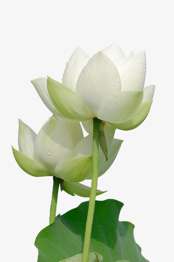 两株荷花免抠