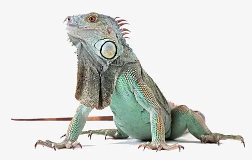 蜥蜴动物蛇类免抠