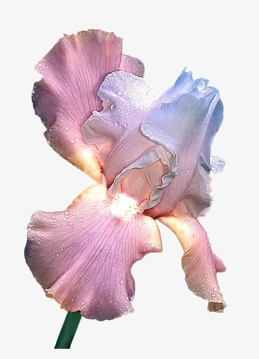 开败鸢尾花免抠