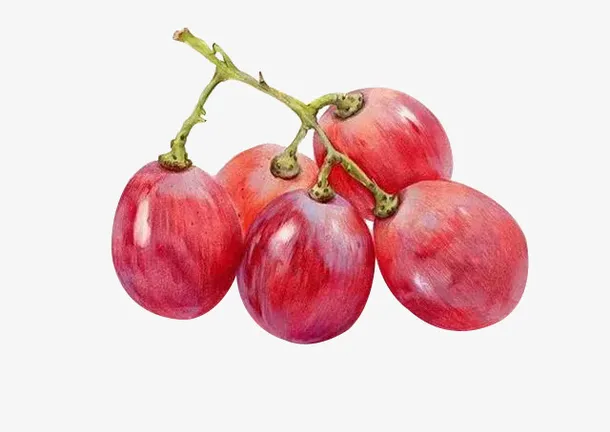 彩铅葡萄素材PNG免抠