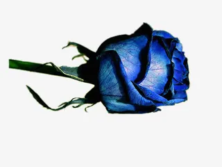 蓝色玫瑰花免抠素材免抠