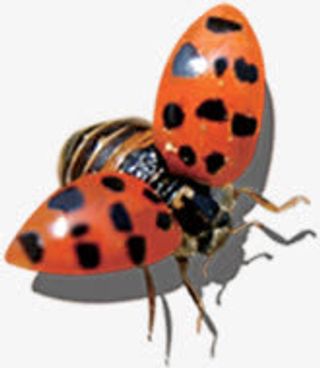 春天卡通瓢虫造型免抠装饰动物元素