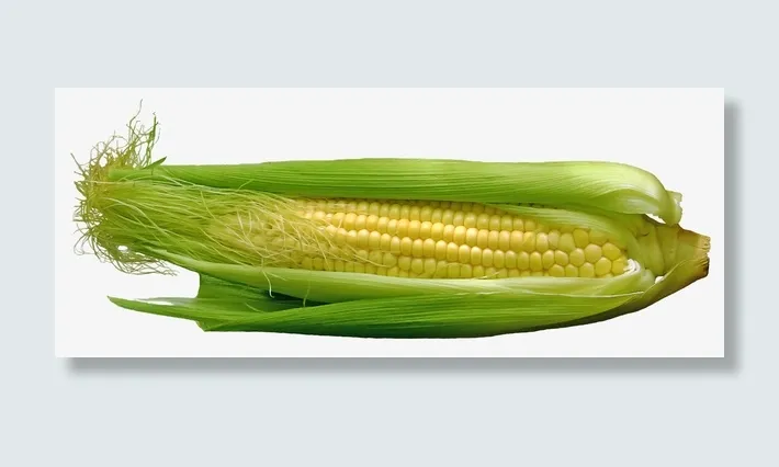 平放饱满玉米粒的有皮玉米免抠