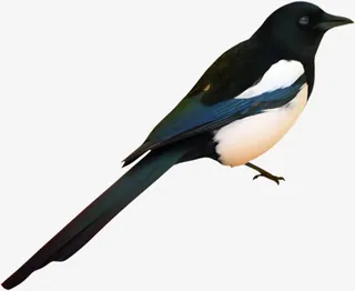 七夕海报动物小鸟免抠