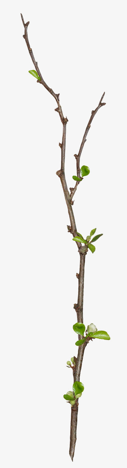 细枝素材图片免抠