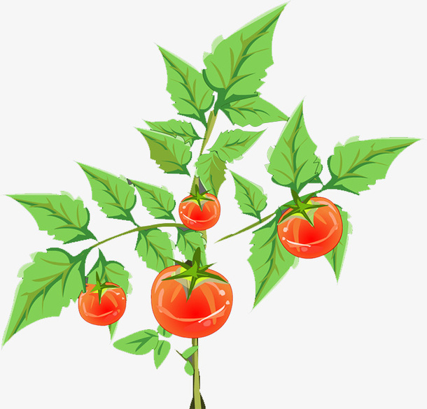 西红柿免抠