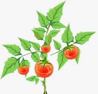 西红柿免抠