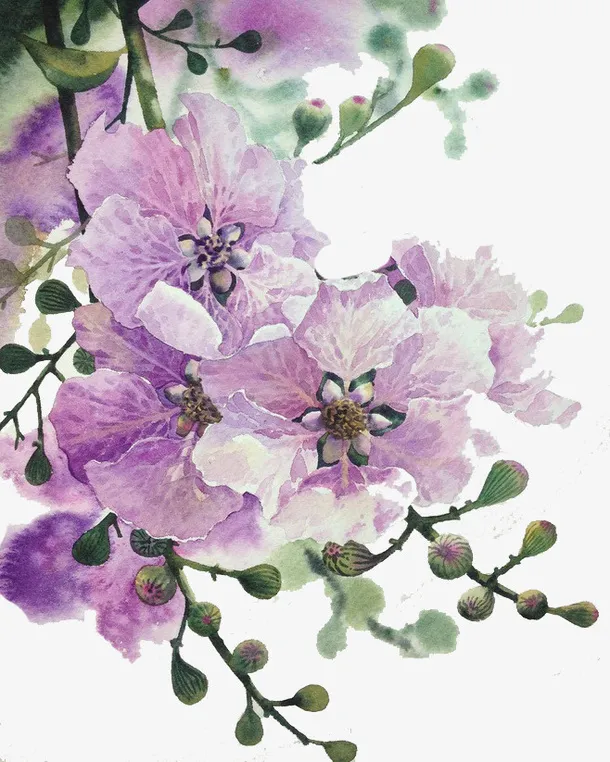 紫色花朵免抠