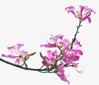 粉色开花羊蹄甲免抠系列免抠