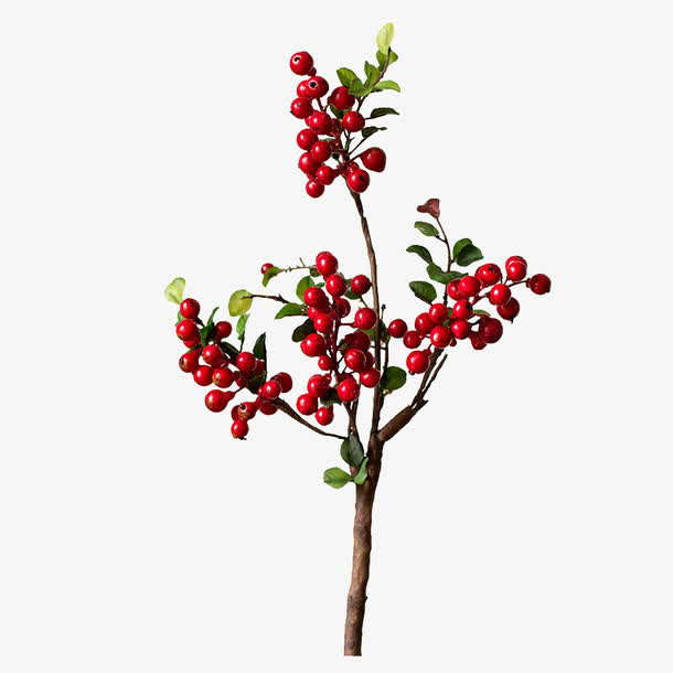 蔓越莓浆果免抠