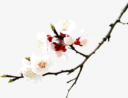 白色纯洁桃花盛开免抠