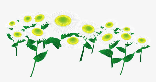 秋天菊花免抠