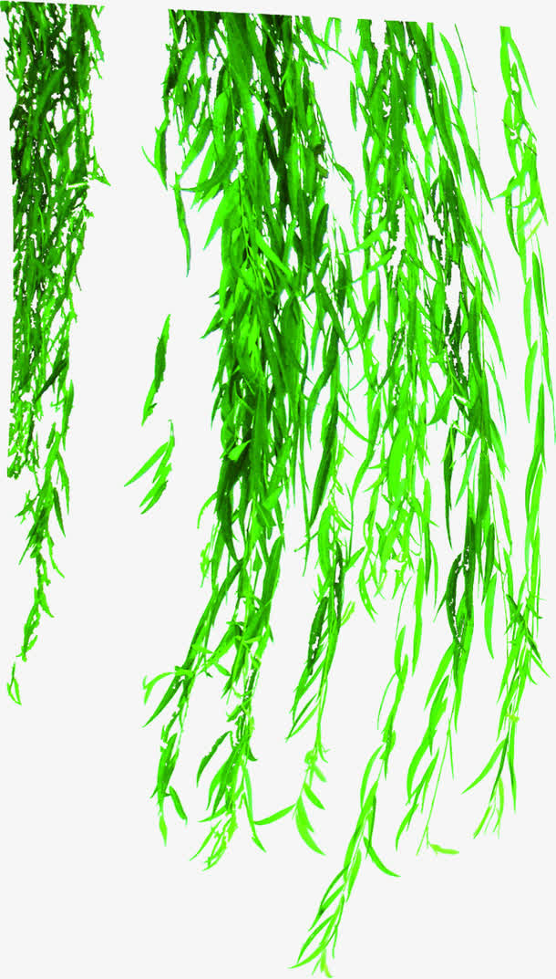 春天清新野外柳树免抠