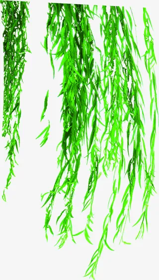 春天清新野外柳树免抠