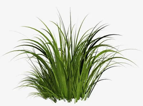 小草免抠