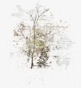 漂亮创意树枝免抠