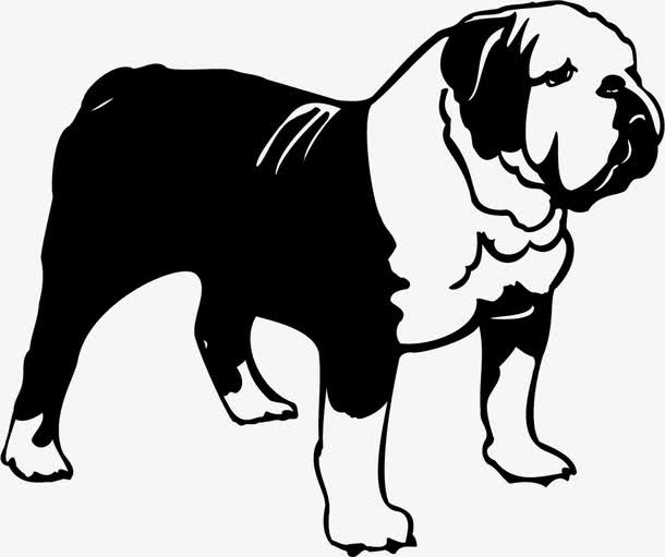 斗牛犬免抠