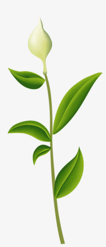 白色花苞免抠
