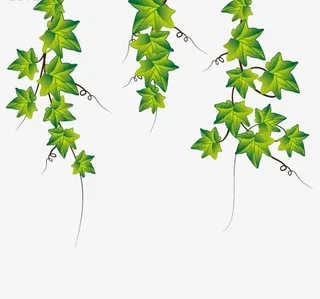常春藤枝条免抠