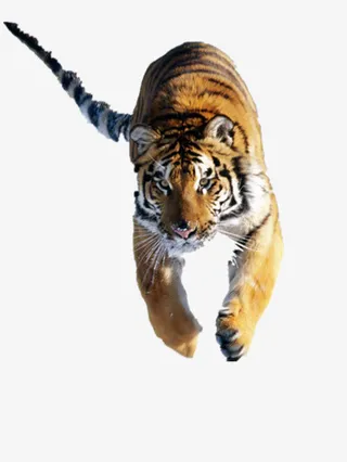 老虎免抠