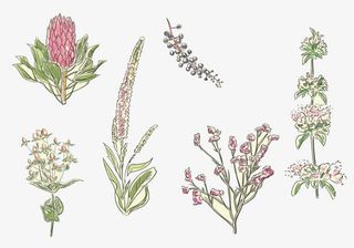 小清新凤尾花鸡冠花免抠