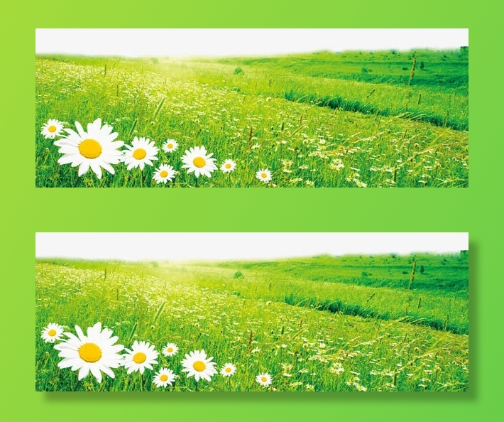 阳光草原和盛开的白色花免抠