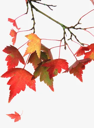 金秋枫叶免抠漂浮叶子元素